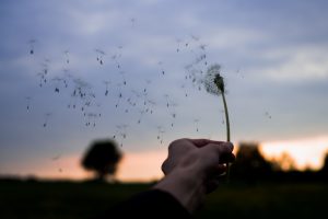 Das Bild zeigt vom Wind verwehte Pusteblume.